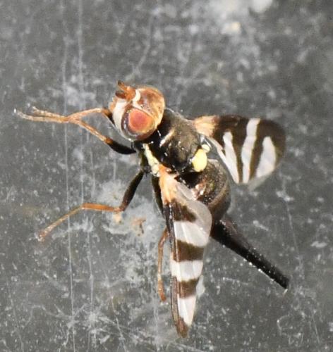 Réf. 308 886 : Urophora quadrifasciata